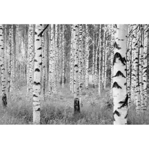 Woods Nuovo Arrivo