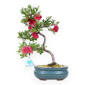 Rhododendron indicum - Azalea - 31 cm Soddisfatti O Rimborsati