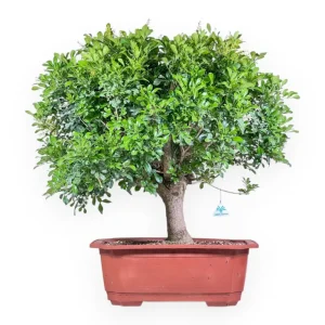 Economico Aglaia - 78 cm