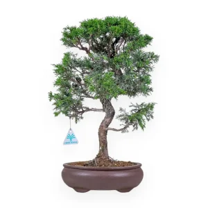 Scelto Dai Clienti Juniperus chinensis itoigawa - Ginepro - 45 cm