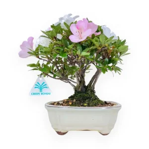 Consegna Rapida Rhododendron indicum - Azalea - 24 cm