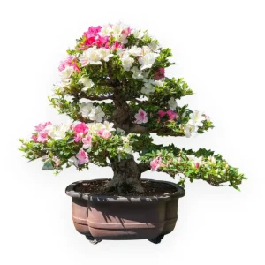 Professionale Rhododendron indicum - Azalea - 95 cm