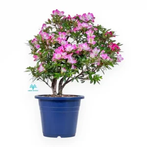Promo Stagionale Rhododendron indicum Hanamaiko - Azalea - 48 cm