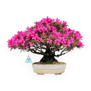 Non Perdere Rhododendron indicum - Azalea - 34 cm
