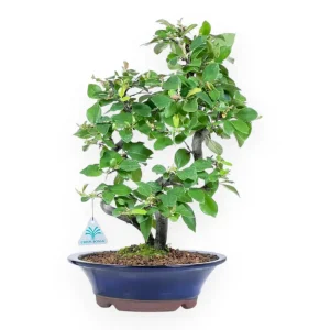 Offerta Lampo Pseudocydonia chinensis - Cotogno - 45 cm