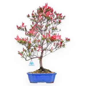 Rhododendron indicum - Azalea - 54 cm Promozione