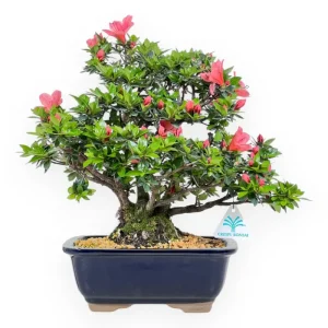 Rhododendron indicum Kazan - Azalea - 37 cm Pagamento Sicuro