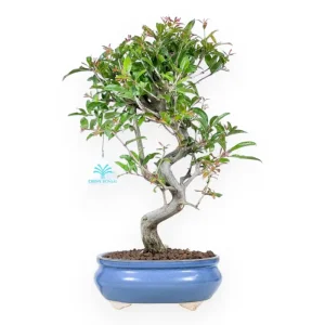 Economico Punica granatum nejikan - Melograno - 37 cm