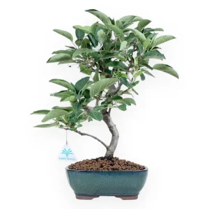 Non Perdere Malus - Melo - 41 cm