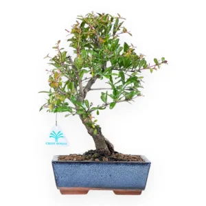 Punica granatum - Melograno - 34 cm Sconto