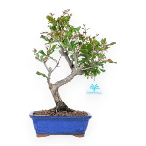 Compra Online Punica granatum nejikan - Melograno - 33 cm
