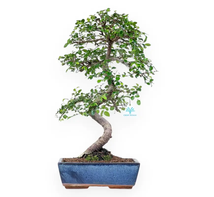 Novità Zelkova nire - Olmo - 52 cm