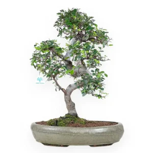 Zelkova nire - Olmo - 52 cm Occasione Imperdibile