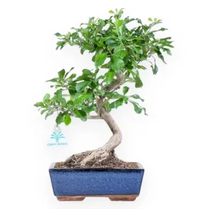 Durantha repens - 36 cm Solo Oggi