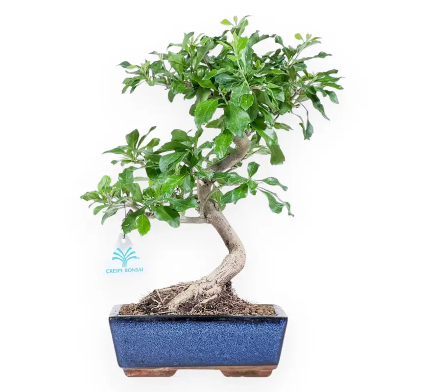 Durantha repens - 36 cm Solo Oggi