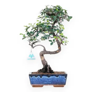 Zelkova nire - Olmo - 38 cm Acquista Ora