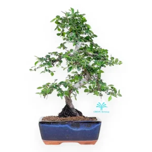 Compra Online Zelkova nire - Olmo - 34 cm