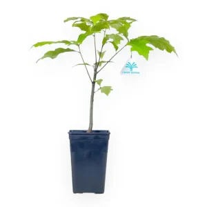 Spedizione Espresso Quercus shumardii - Quercia - 39 cm
