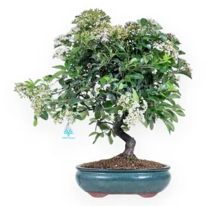 Pyracantha - 53 cm Esclusivo