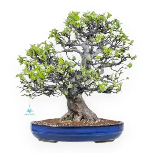 Ordina Subito Pseudocydonia chinensis - Cotogno - 52 cm