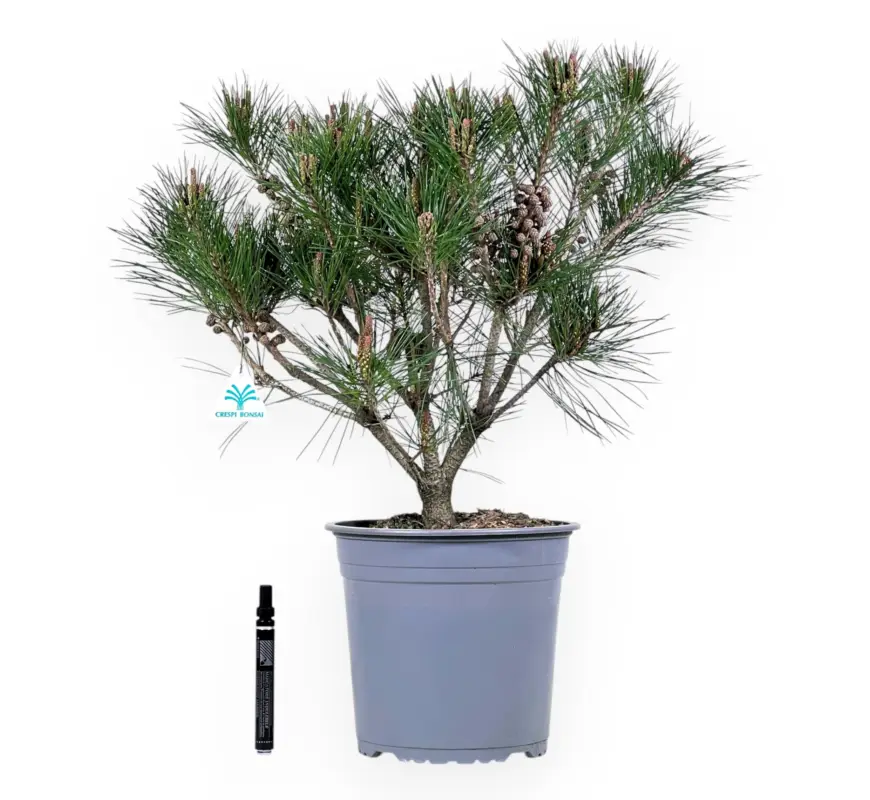 Pinus densiflora alice verkade - Pino rosso - 59 cm Compra Oggi Stesso