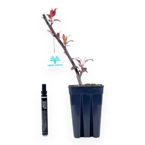 Malus coccinella - Melo - 32 cm Saldi