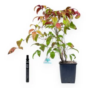 Nandina domestica fire power - 38 cm Promo Stagionale