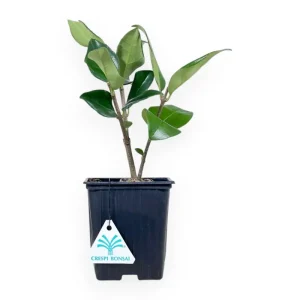 Ligustrum japonicum texanum - Ligustro - 25 cm Novità