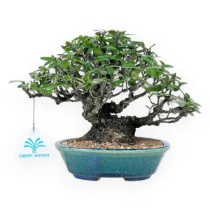 Pyracantha - 19 cm Occasione